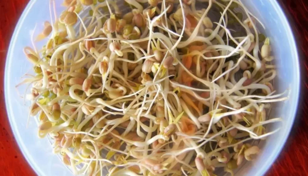 Health Benefits When You Eat Sprouts